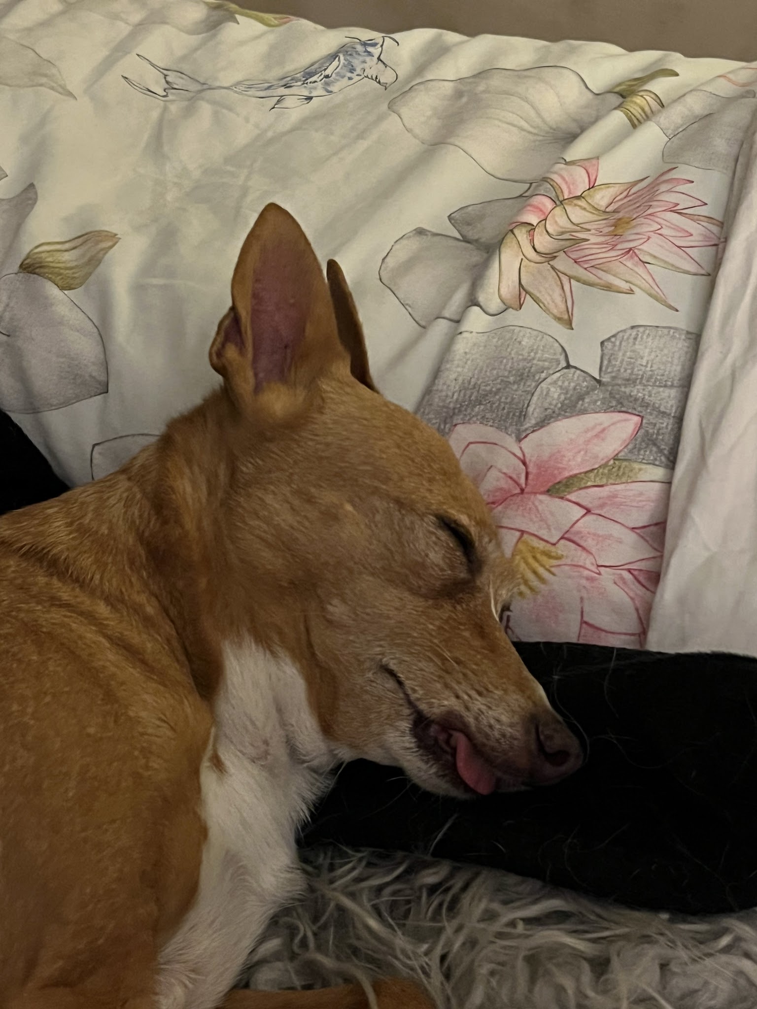 En harmonie avec mon chien - Comportementaliste canin — photo