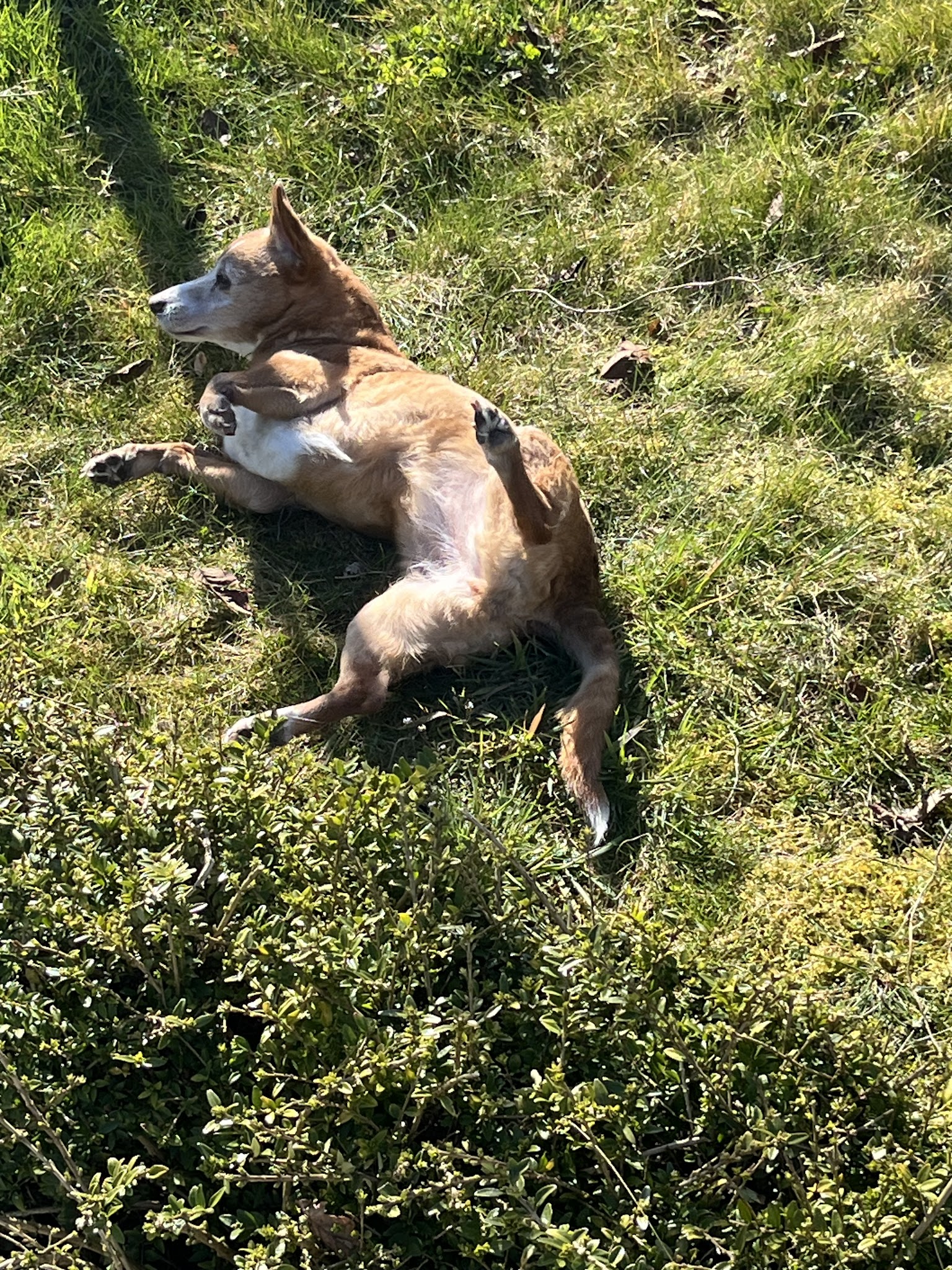 En harmonie avec mon chien - Comportementaliste canin — photo