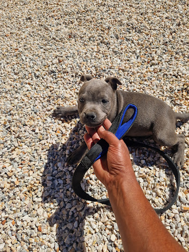 Élevage de Staffie Magic Blue Line