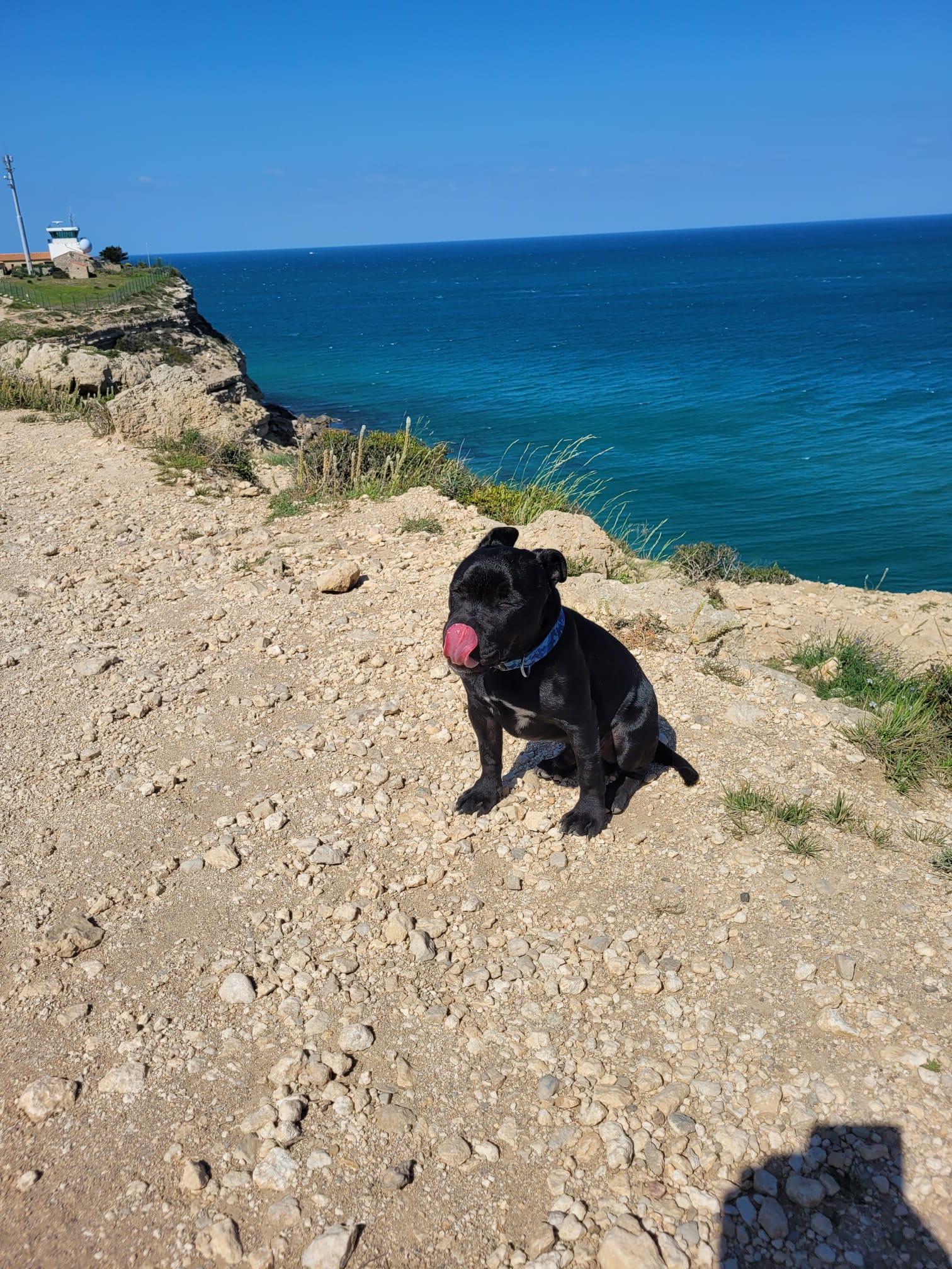 Élevage de Staffie Magic Blue Line — photo