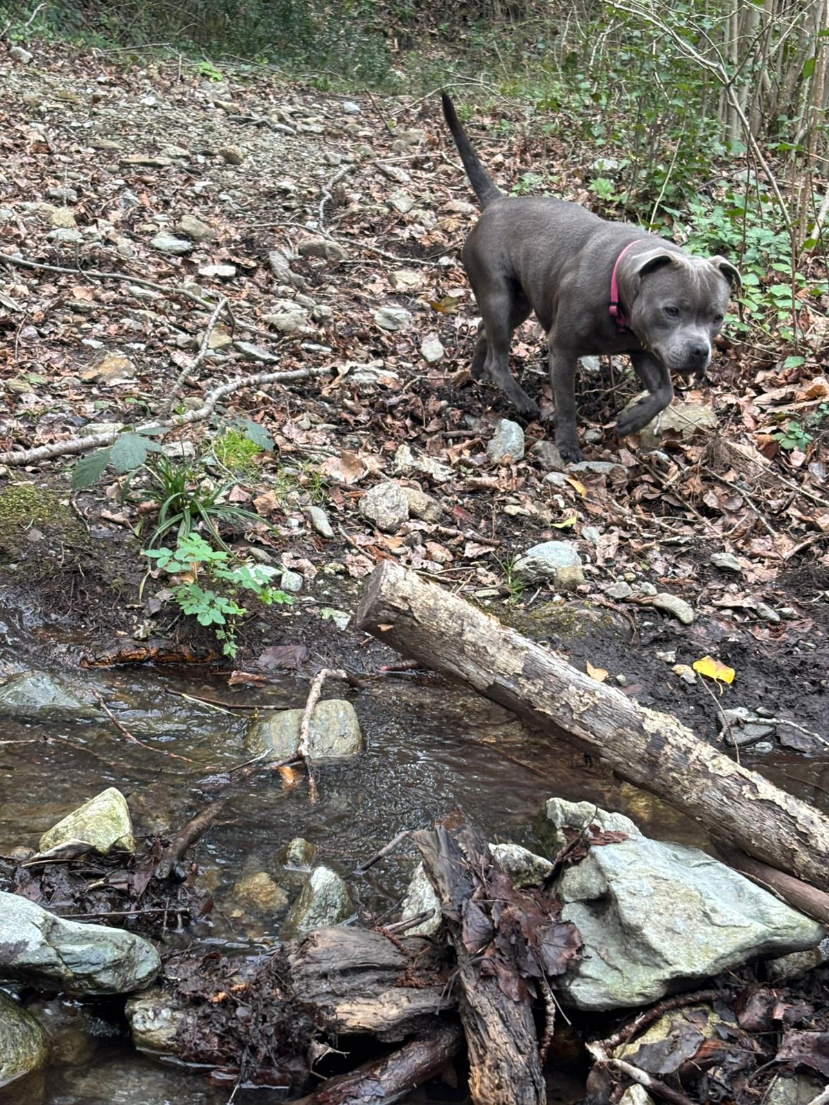 Élevage de Staffie Magic Blue Line — photo