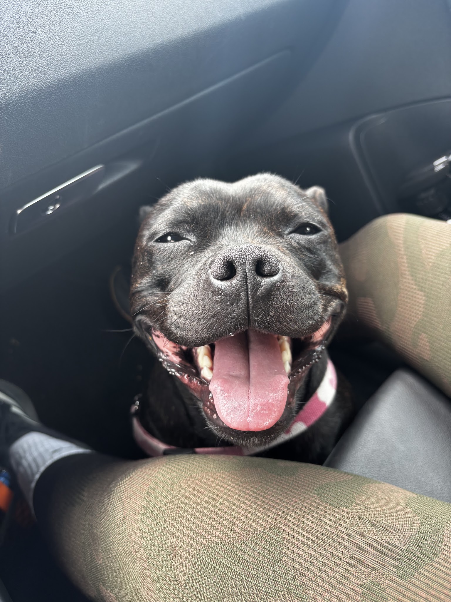 Élevage de Staffie Magic Blue Line — photo