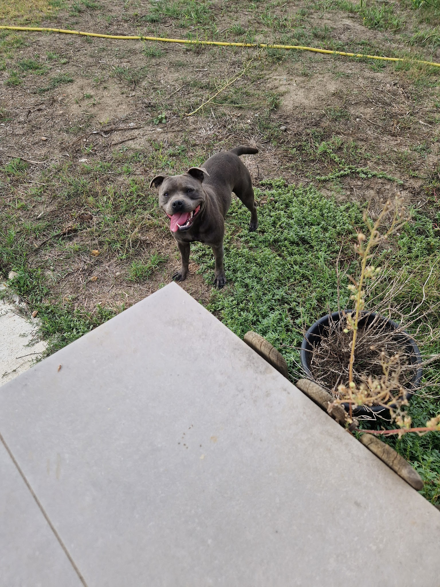 Élevage de Staffie Magic Blue Line — photo