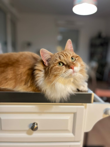 Ma tata - services aux animaux
