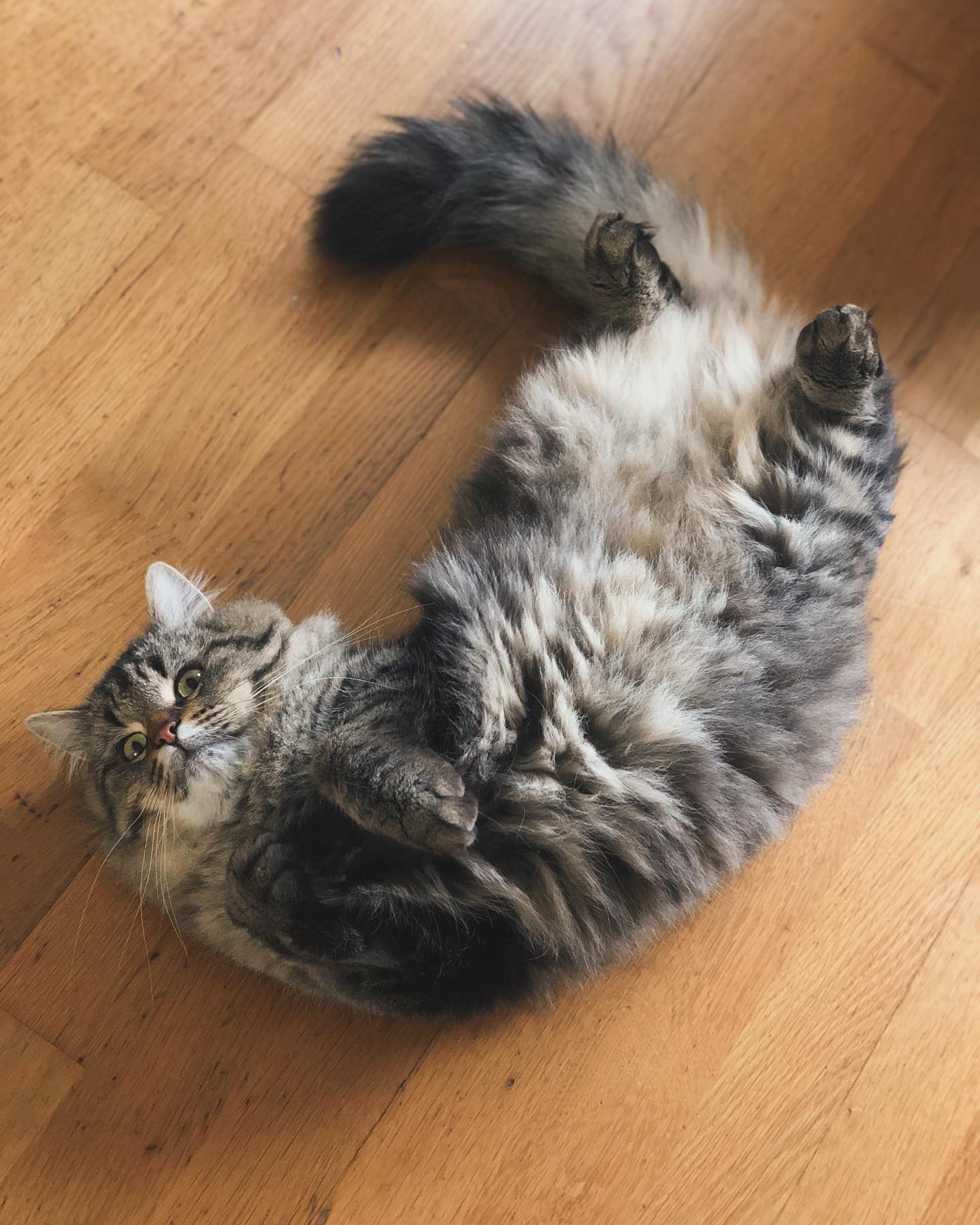 Ma tata - services aux animaux — photo