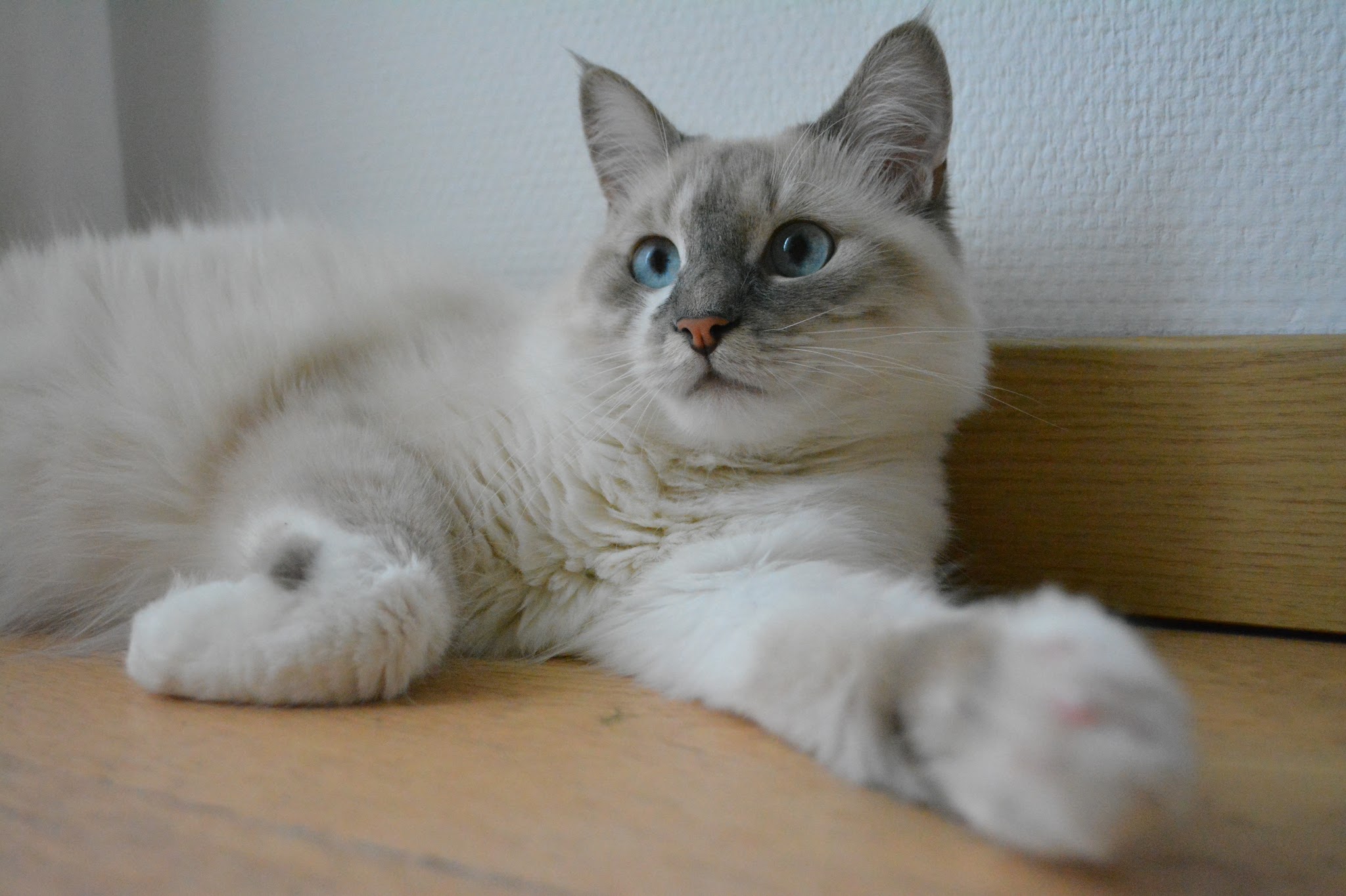Ma tata - services aux animaux — photo