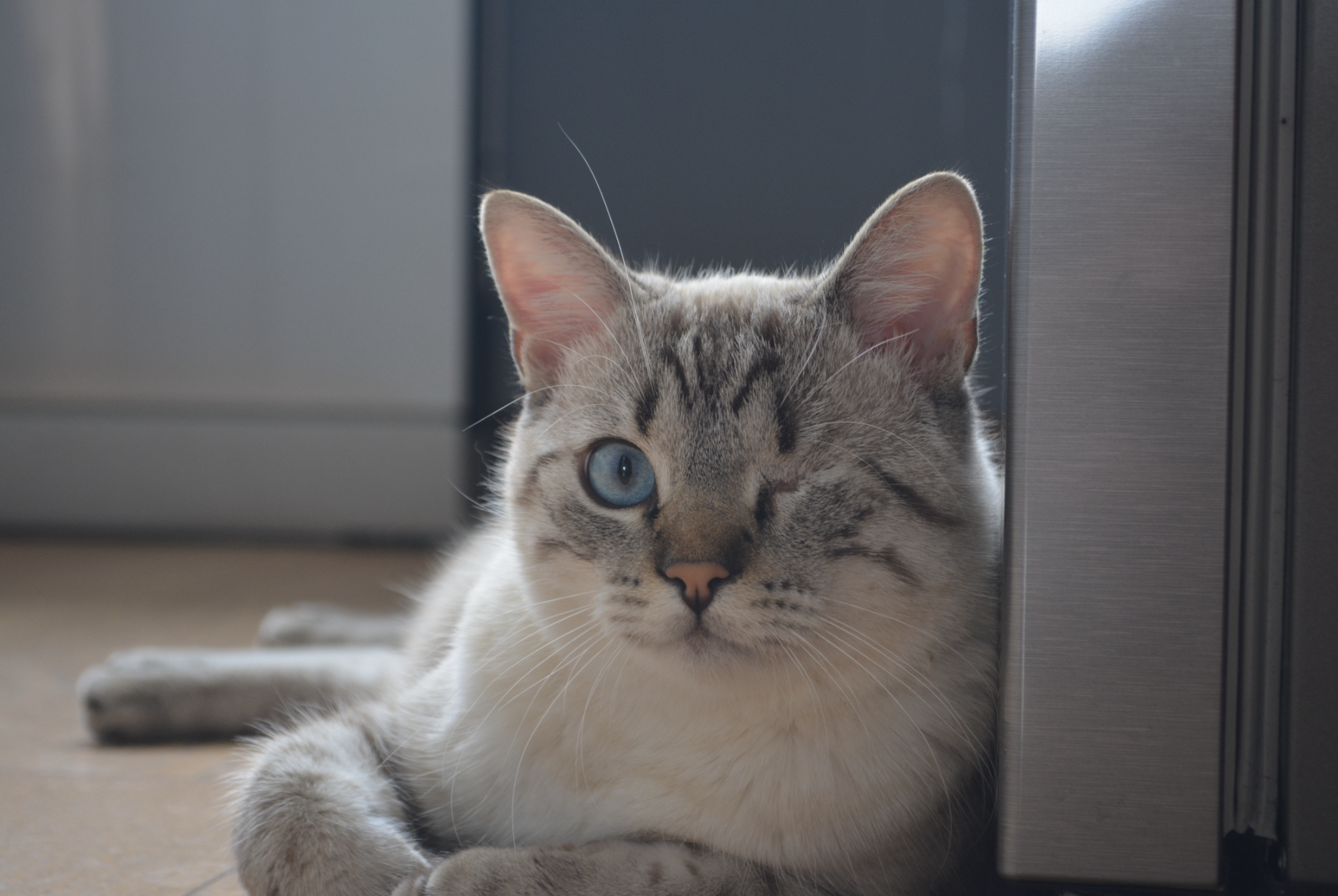 Ma tata - services aux animaux — photo