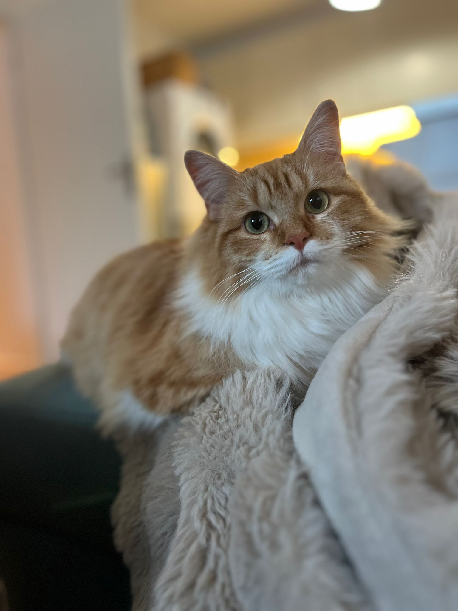 Ma tata - services aux animaux — photo