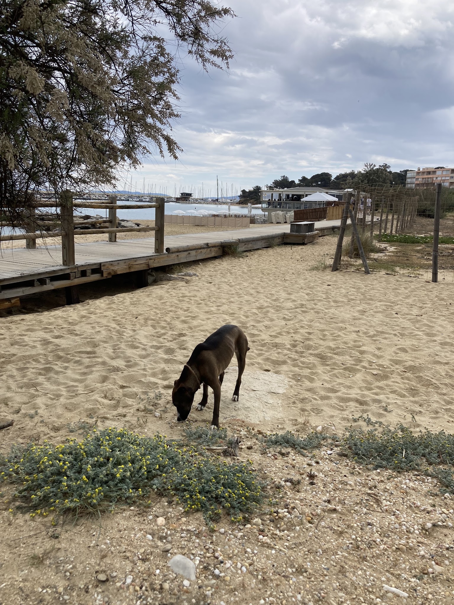 Doggyhome — photo
