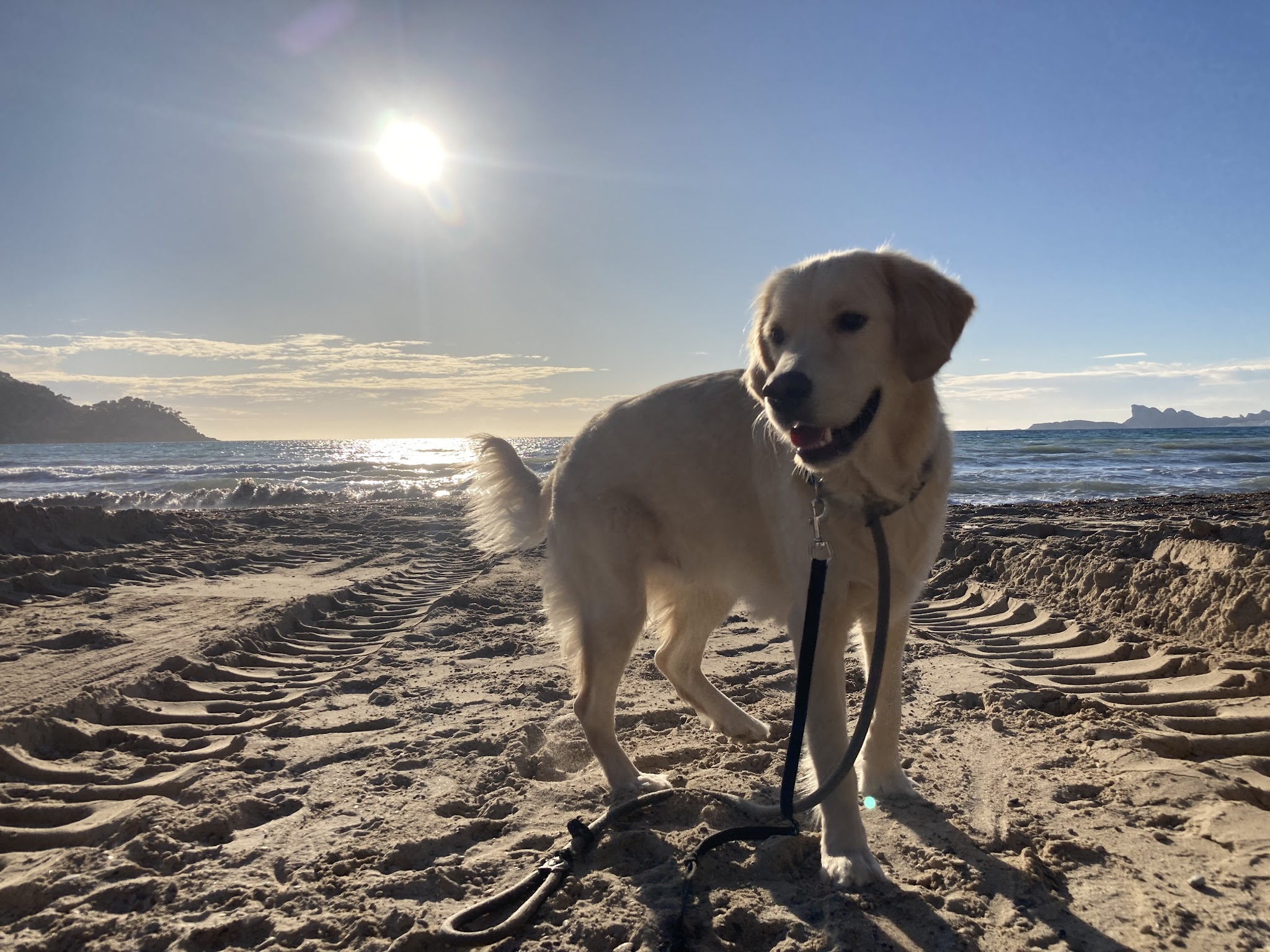 Doggyhome — photo