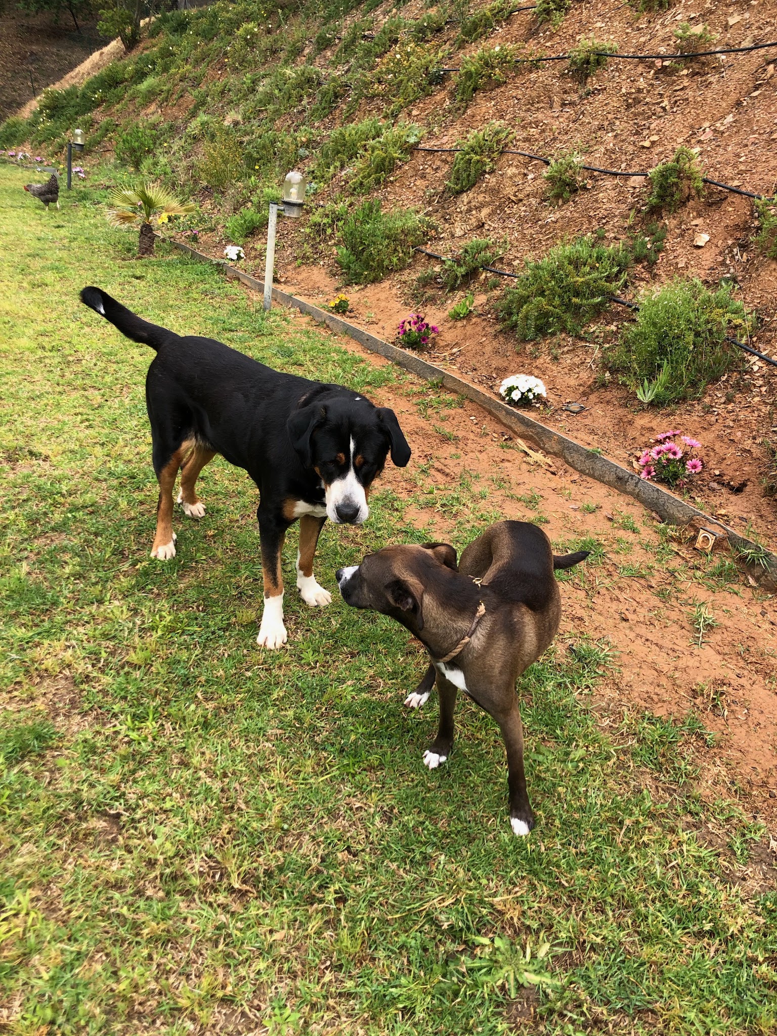 Doggyhome — photo