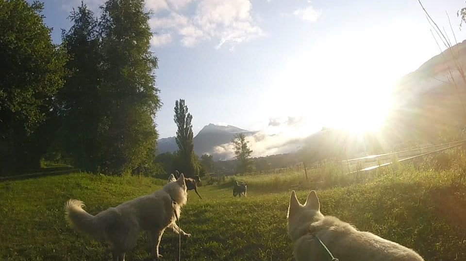 Centre D’Accueil et de Formation Canin Hte Tarentais