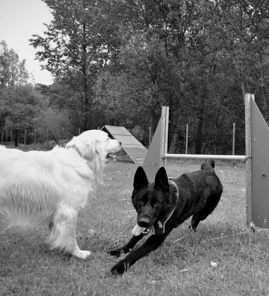 Centre D’Accueil et de Formation Canin Hte Tarentais — photo