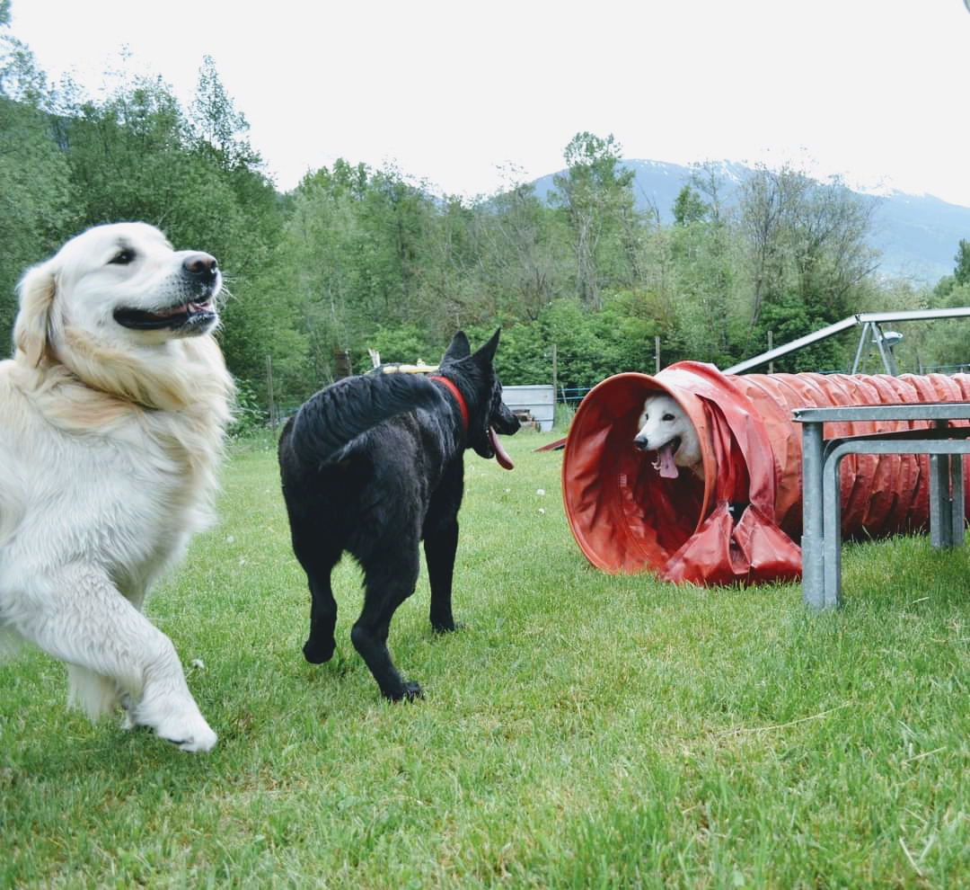Centre D’Accueil et de Formation Canin Hte Tarentais — photo