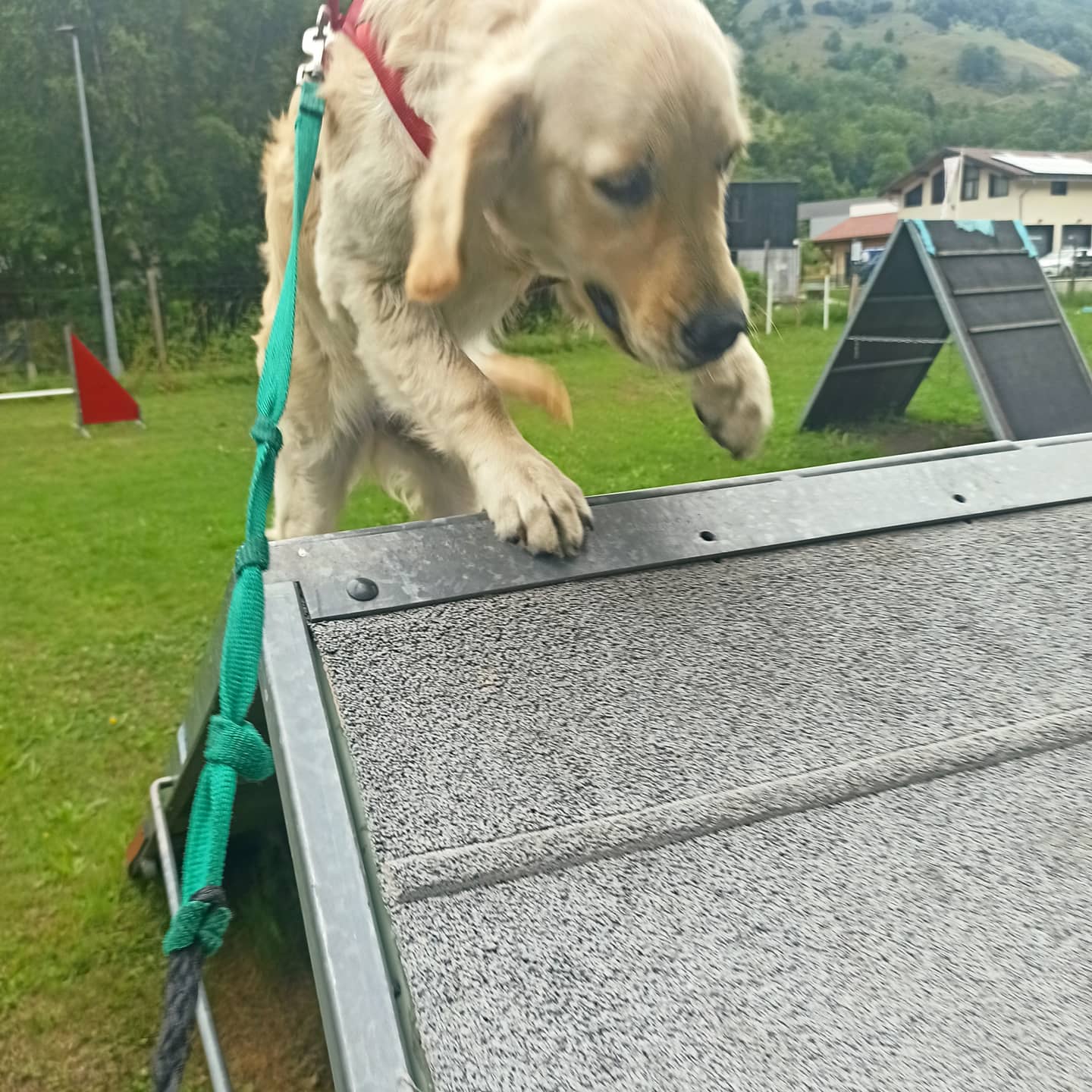 Centre D’Accueil et de Formation Canin Hte Tarentais — photo