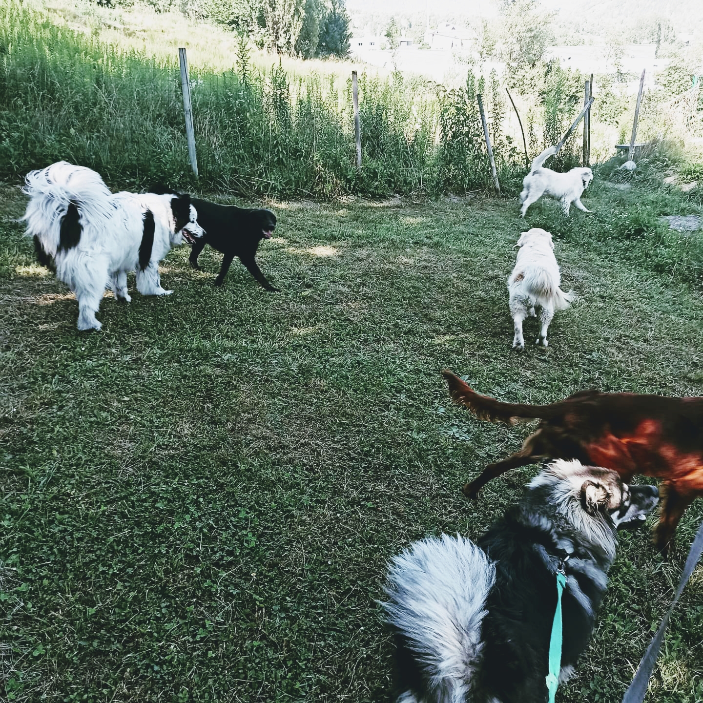 Centre D’Accueil et de Formation Canin Hte Tarentais — photo