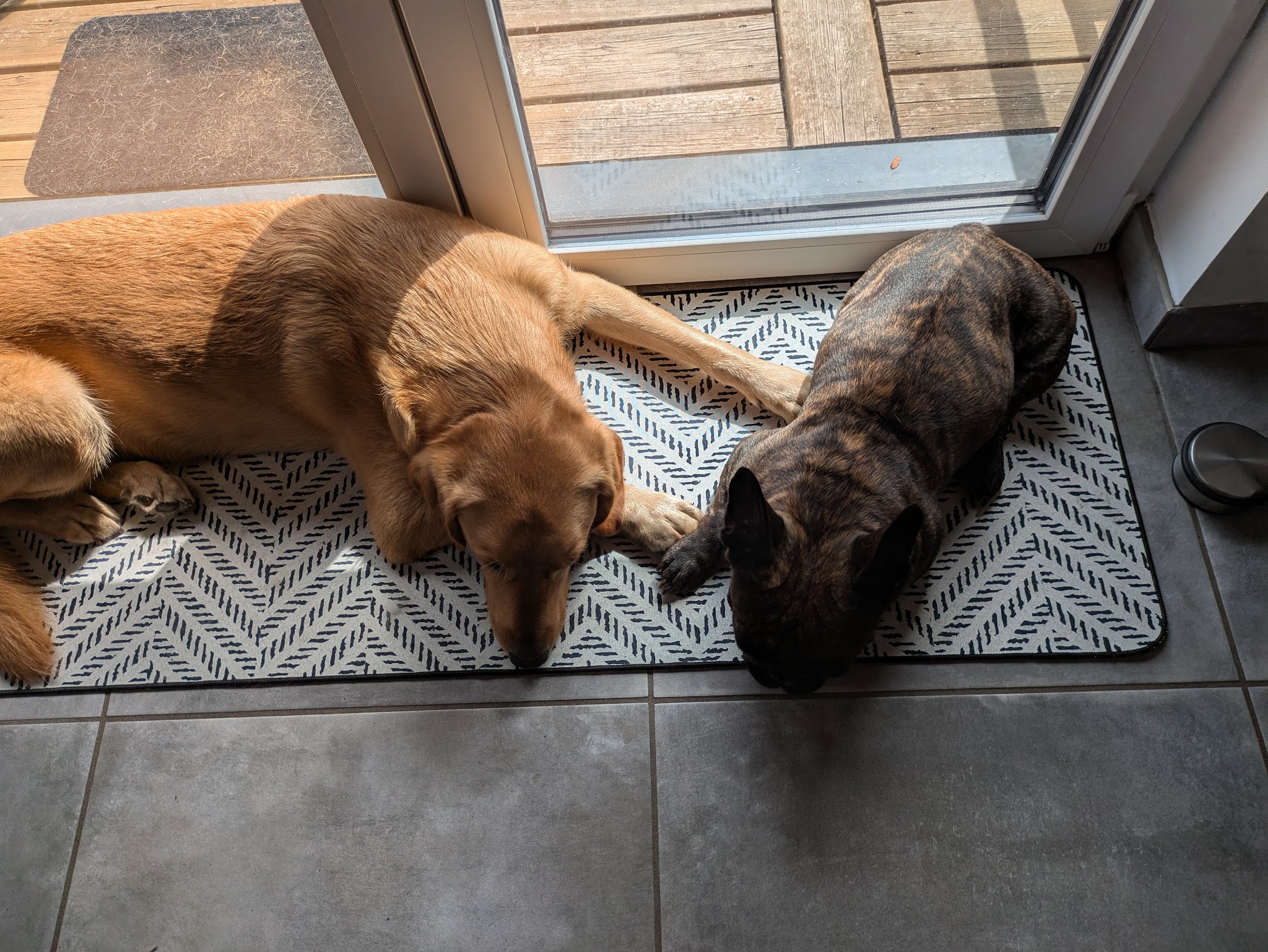 Cani Paradis - Éducateur canin & Pet sitter — photo