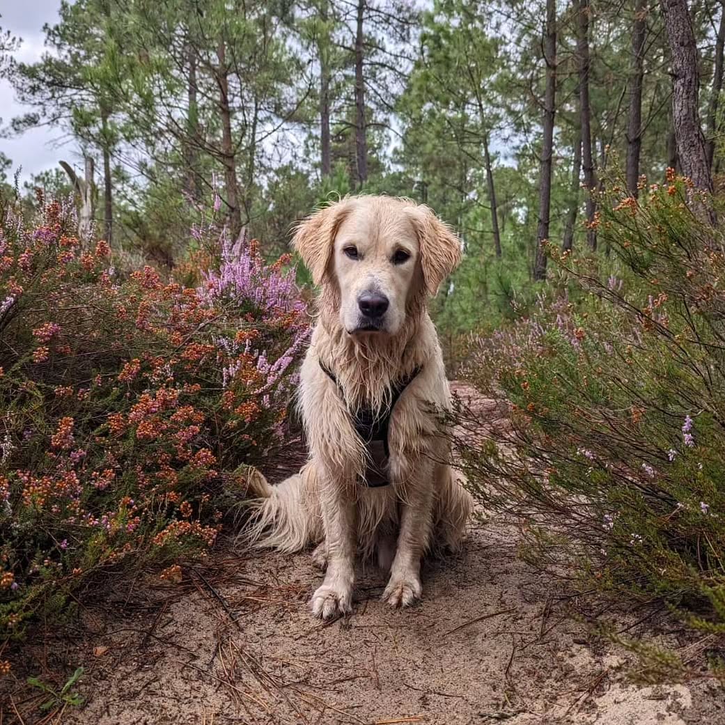 Cani Paradis - Éducateur canin & Pet sitter — photo