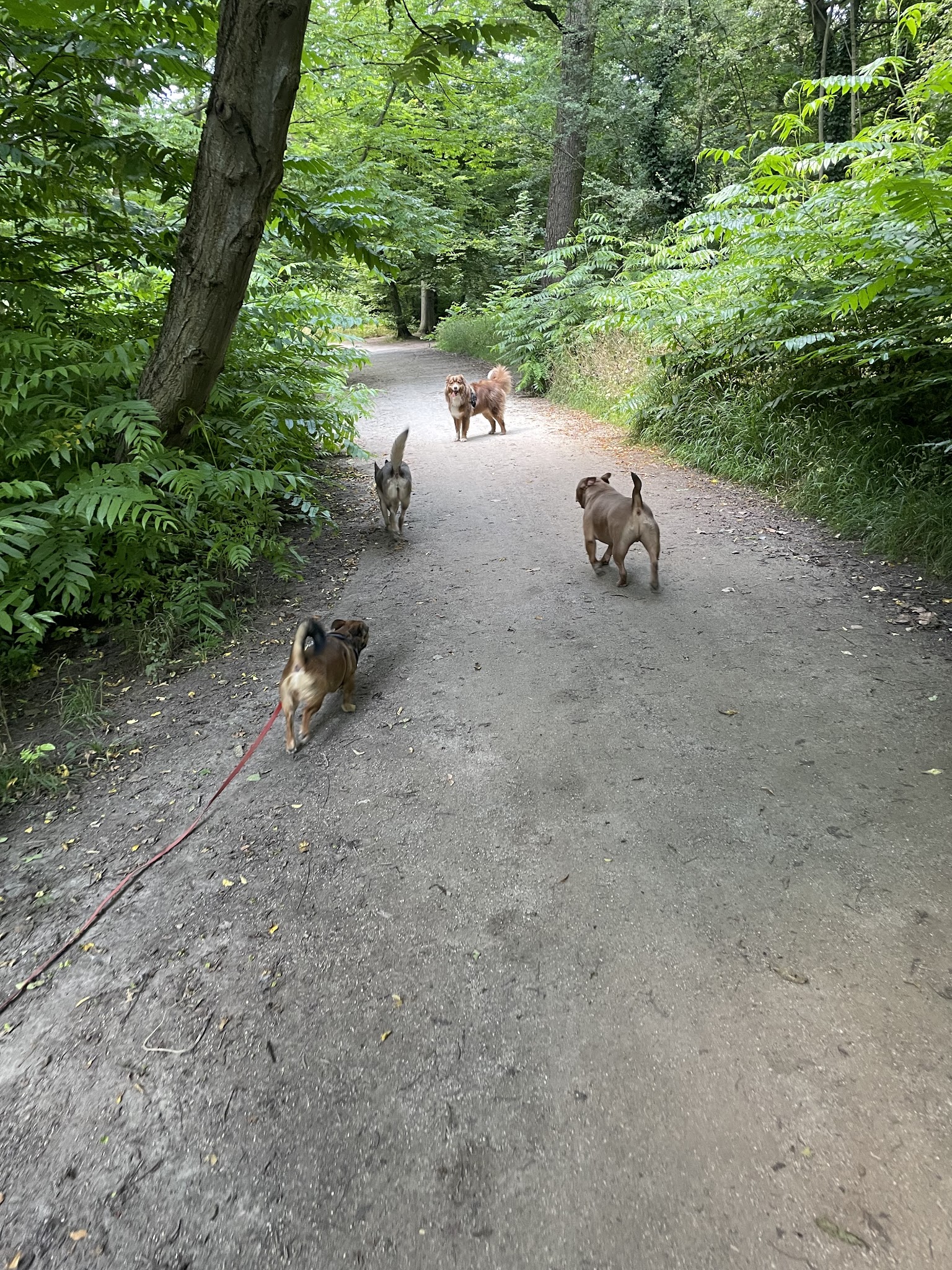 L’escapade animale — photo