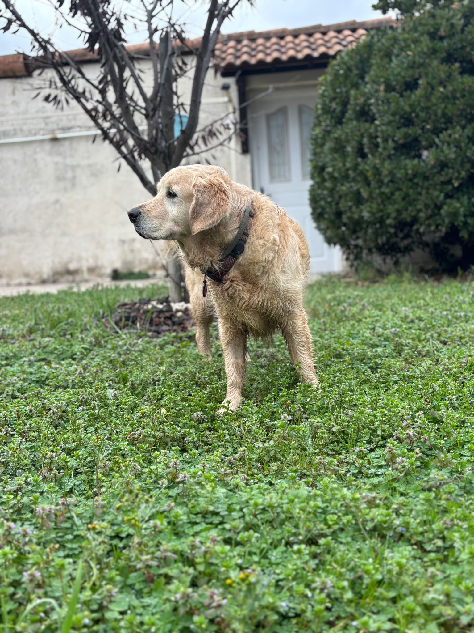 Donne la patte - Pension canine — photo