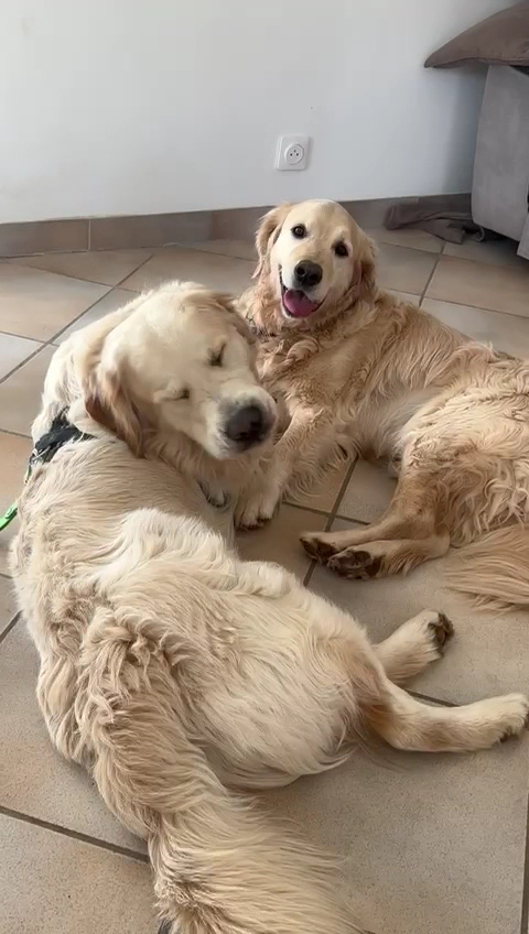 Donne la patte - Pension canine — photo