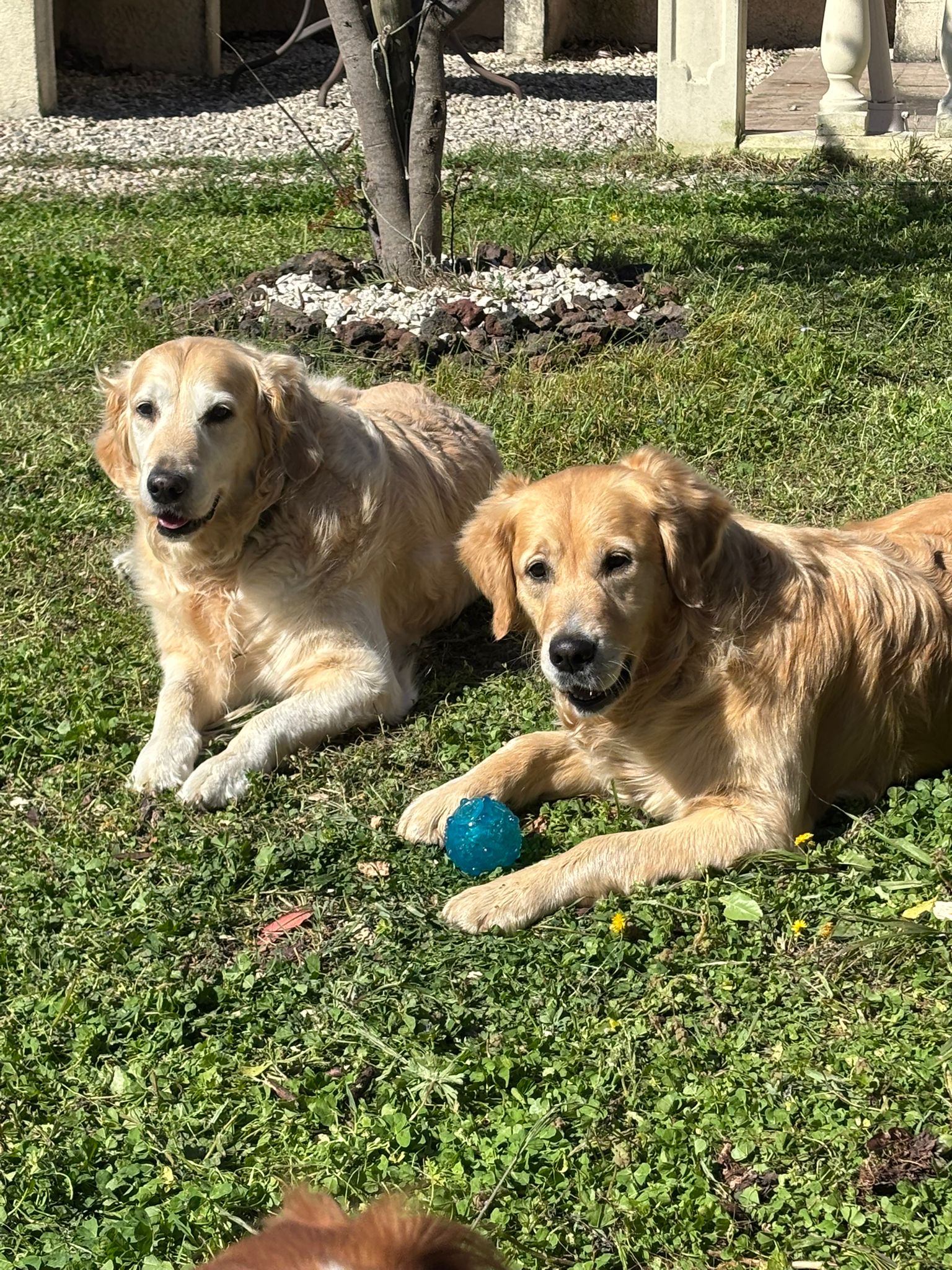 Donne la patte - Pension canine