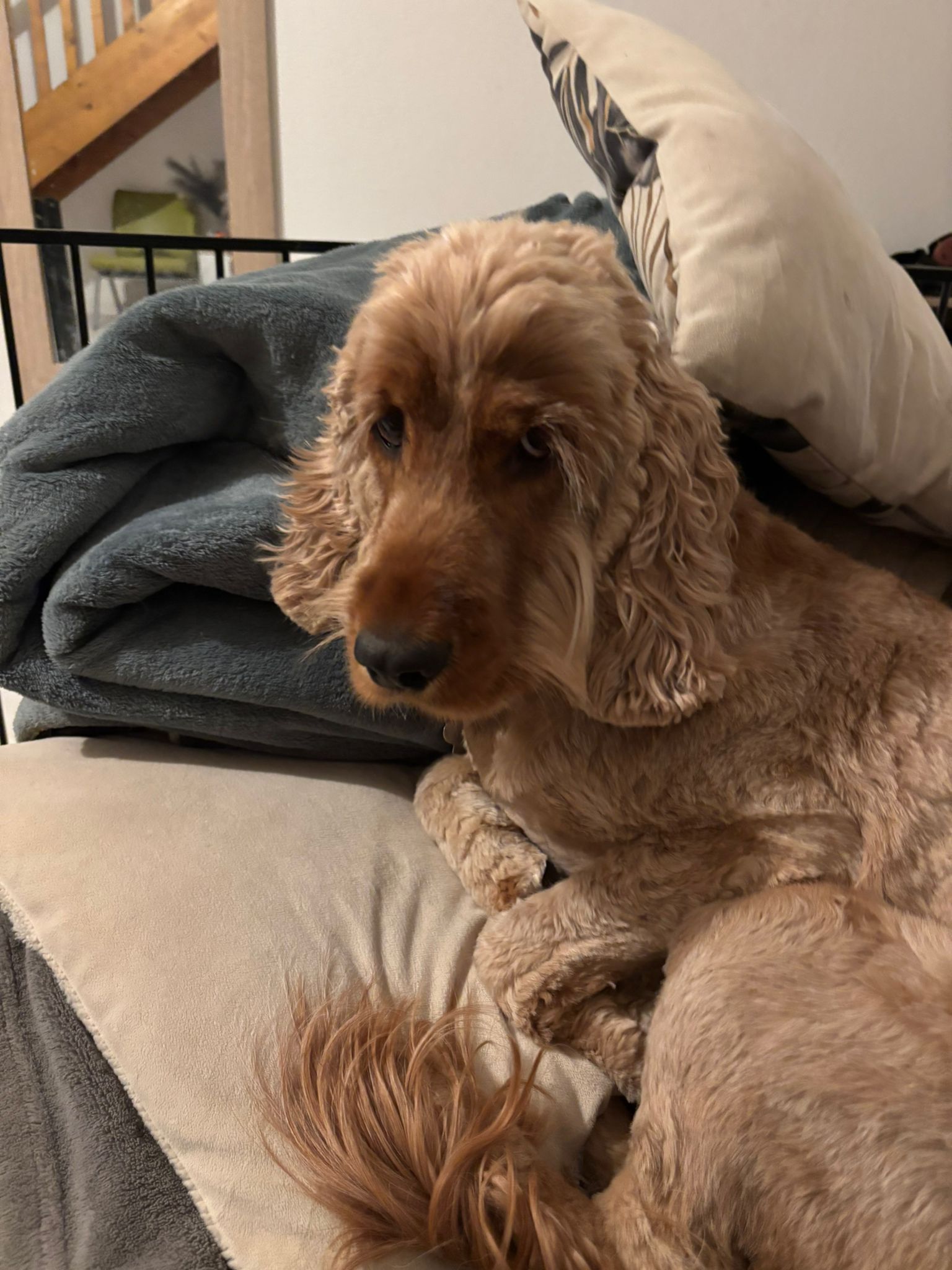 Donne la patte - Pension canine — photo