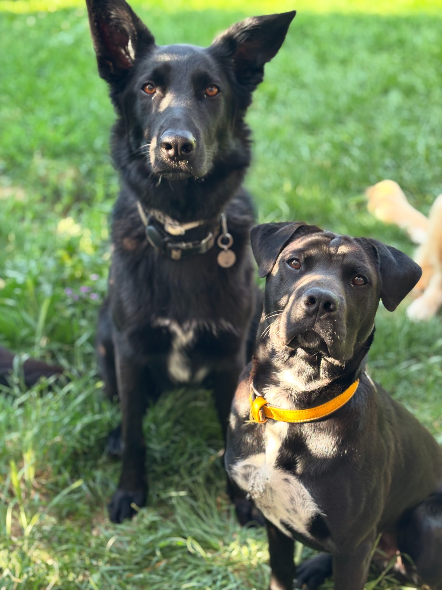 Donne la patte - Pension canine — photo