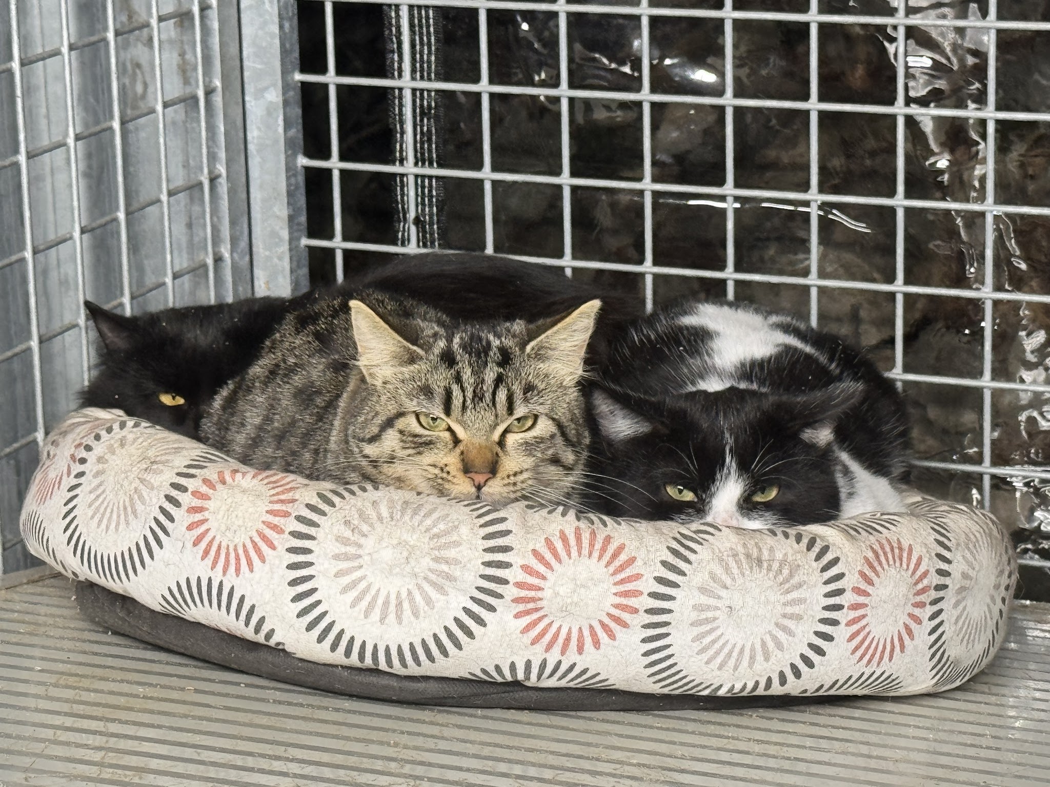 Pension Nos Amis Poilus — photo