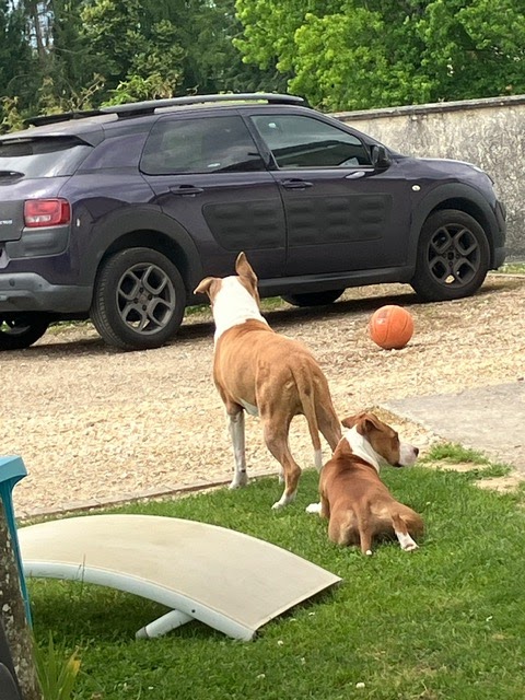 The Walking-Dogs — photo