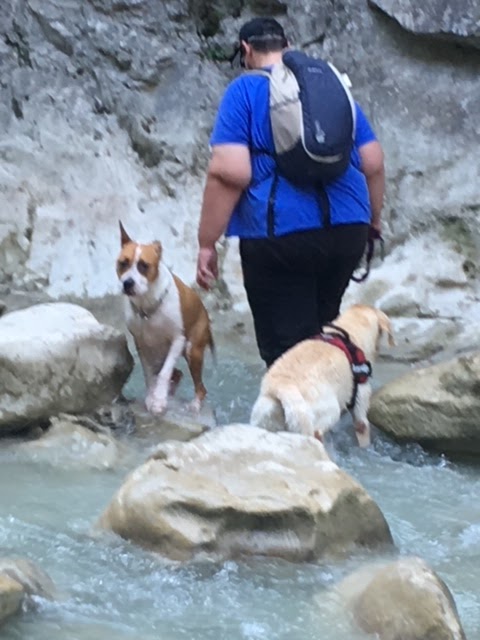 The Walking-Dogs — photo