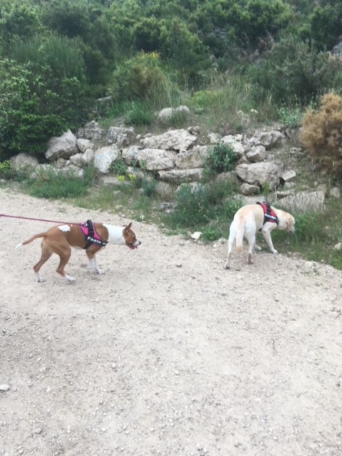 The Walking-Dogs — photo
