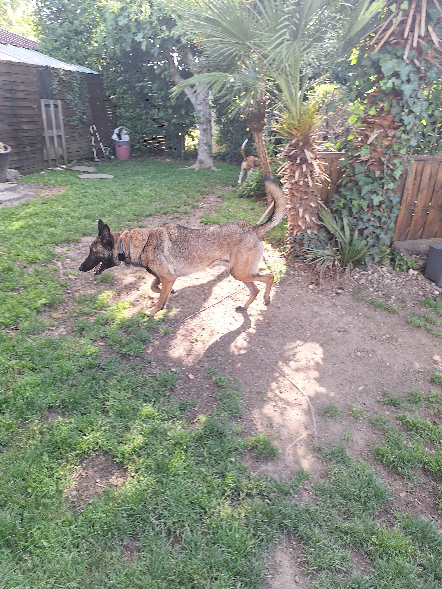 animal boarding 65 — photo