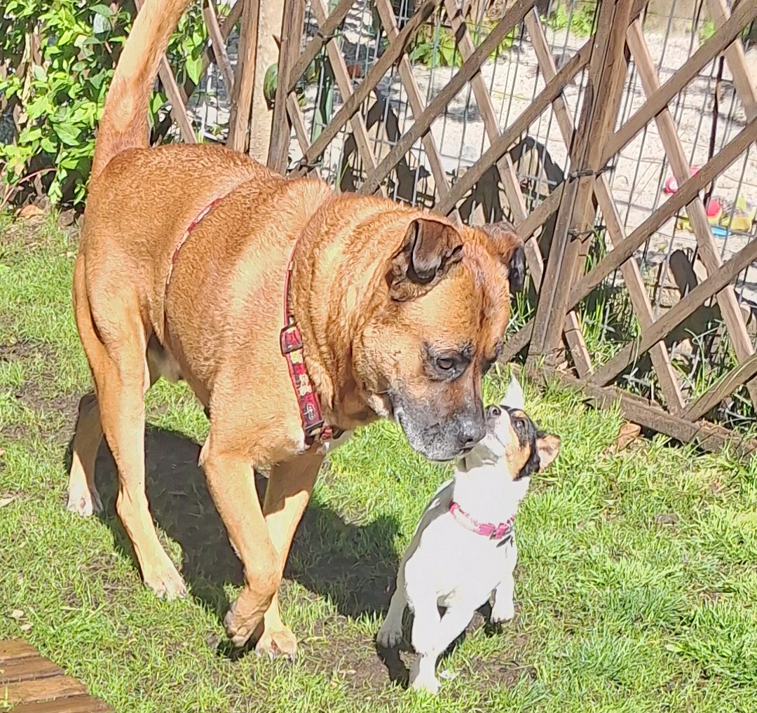 animal boarding 65 — photo