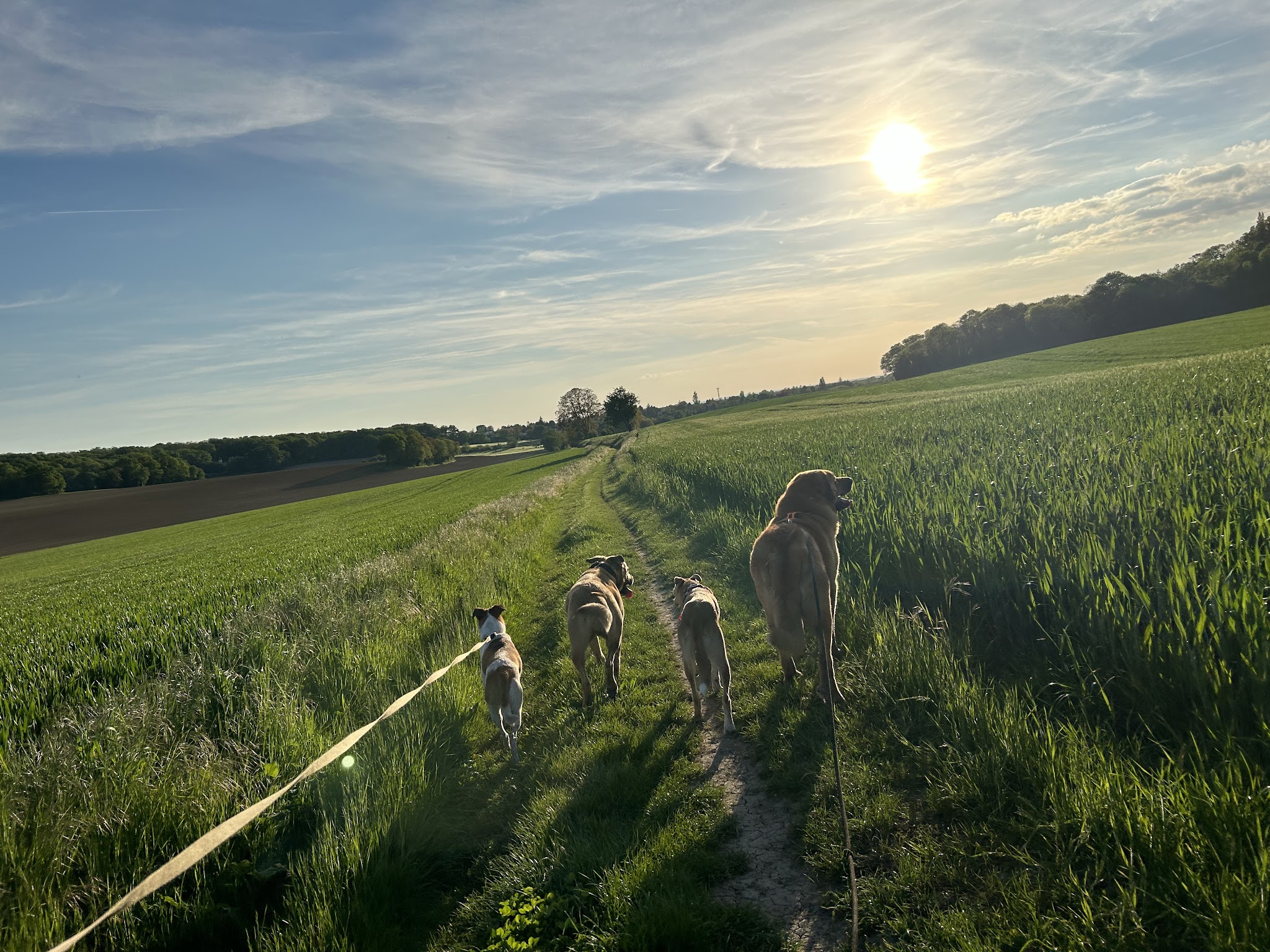 Elo et les Pattounes - Visites, Promenades et Gardes d'animaux — photo