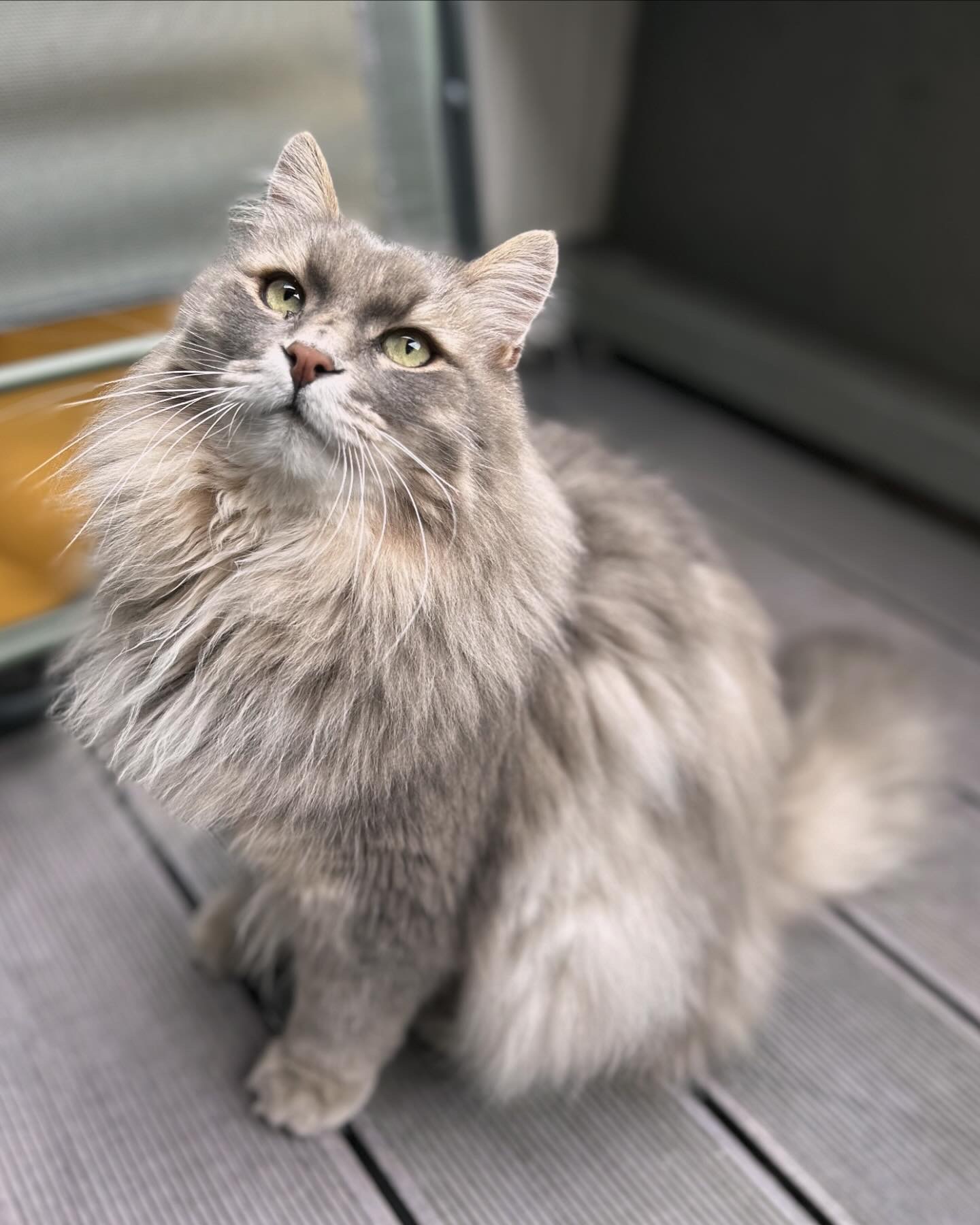 Elo et les Pattounes - Visites, Promenades et Gardes d'animaux — photo