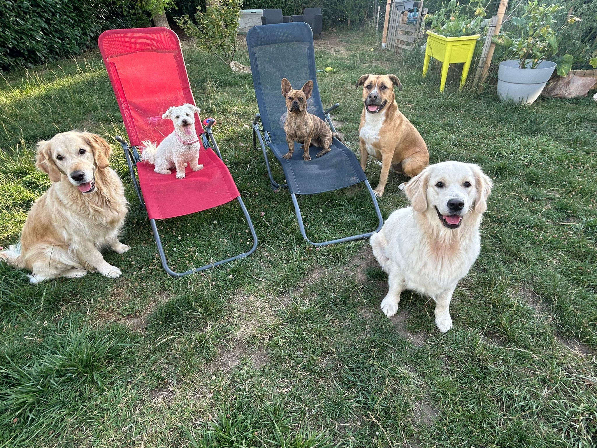 Elo et les Pattounes - Visites, Promenades et Gardes d'animaux — photo