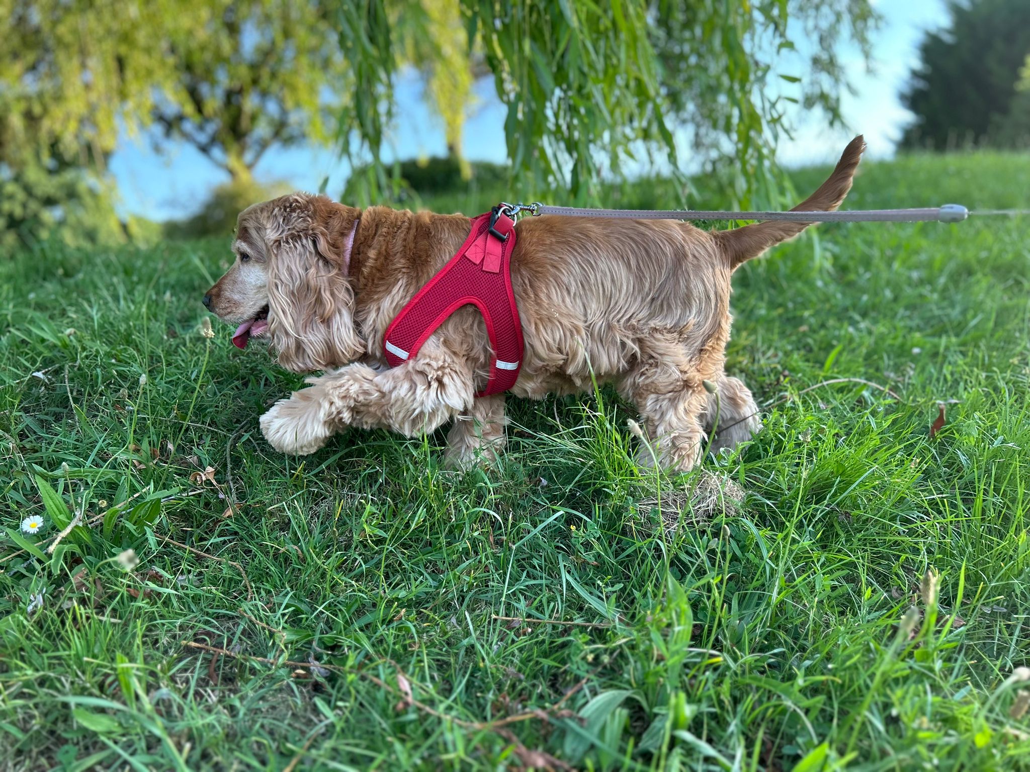 Elo et les Pattounes - Visites, Promenades et Gardes d'animaux — photo
