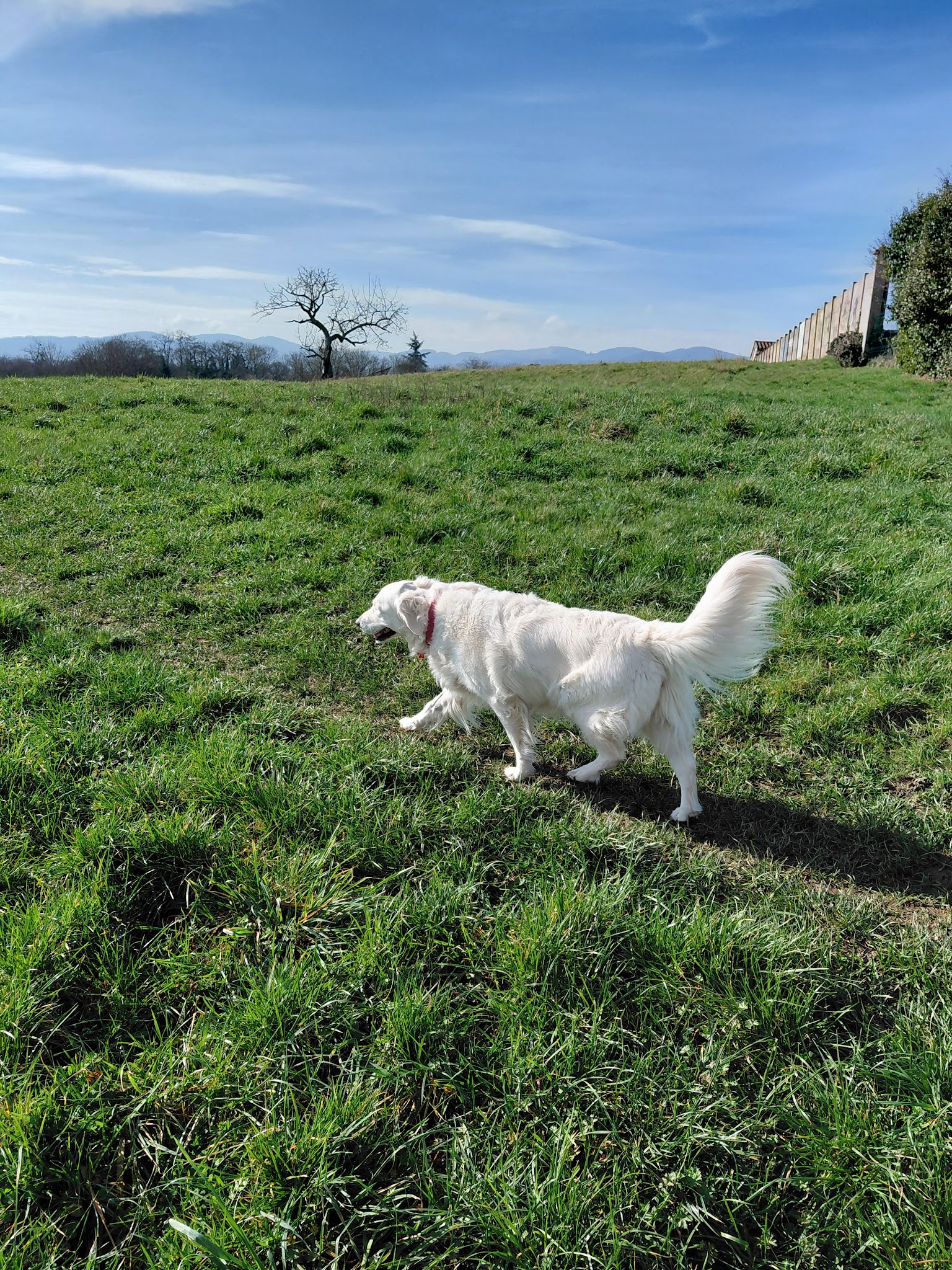 Patte-Sitting — photo