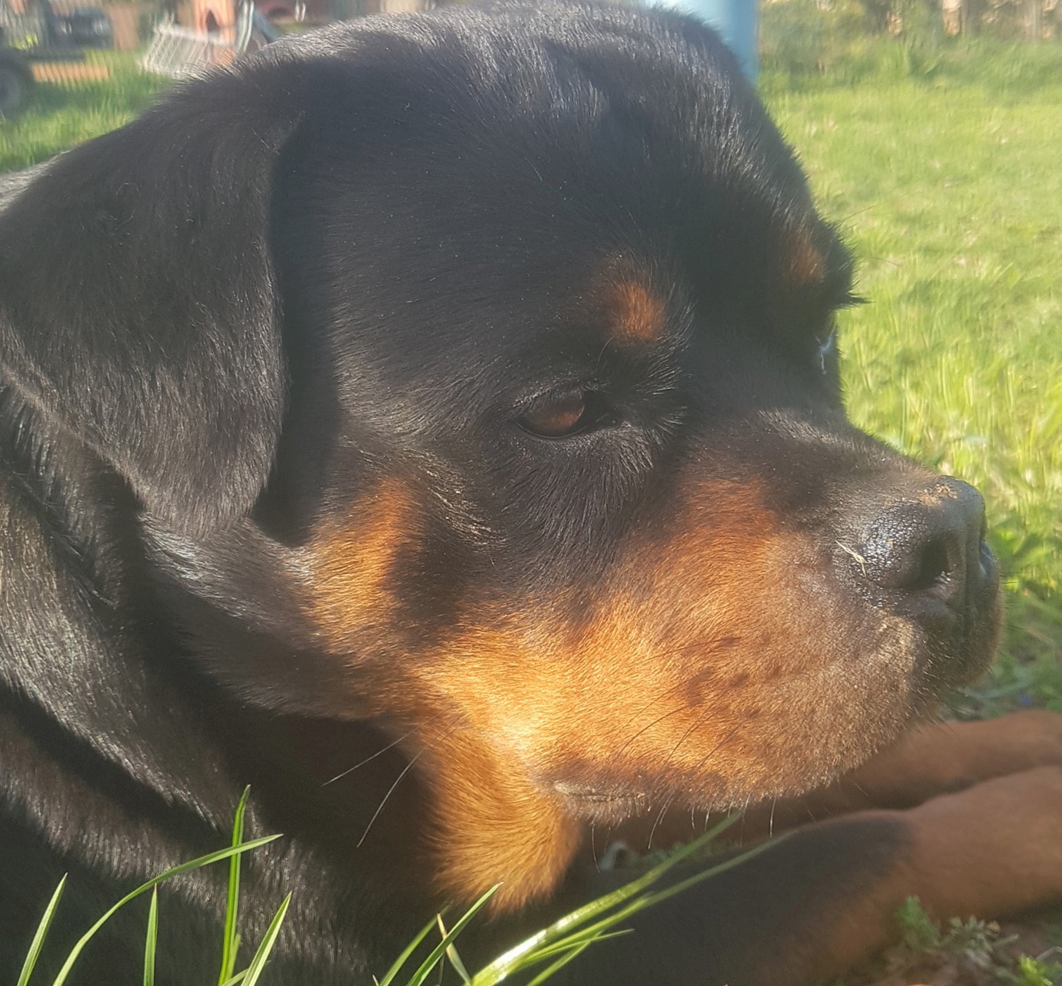 Family Dog 81