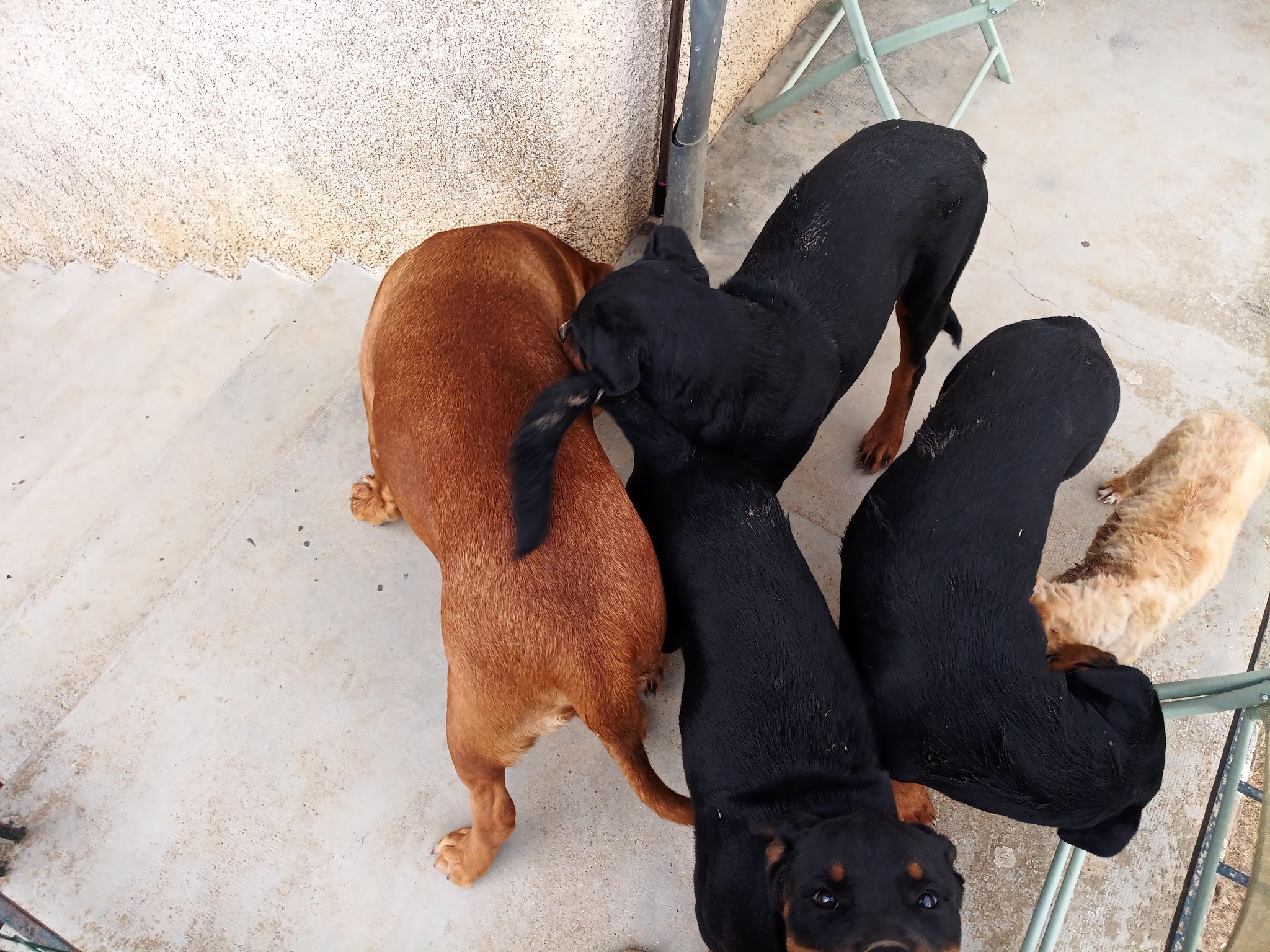Family Dog 81 — photo