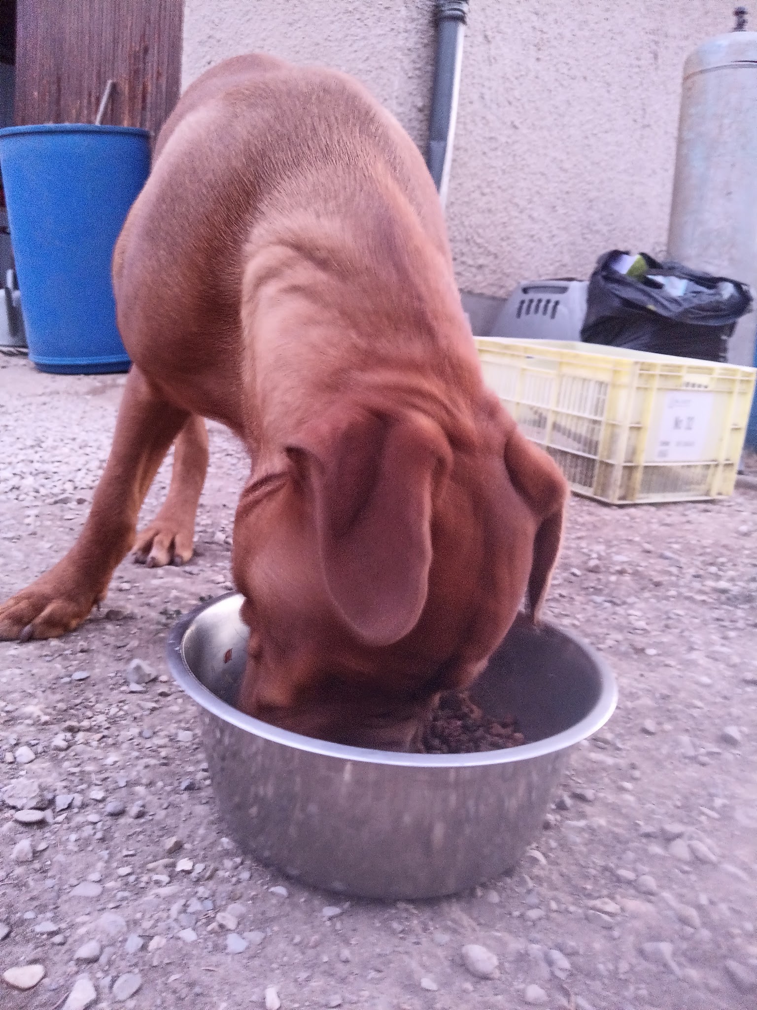 Family Dog 81 — photo