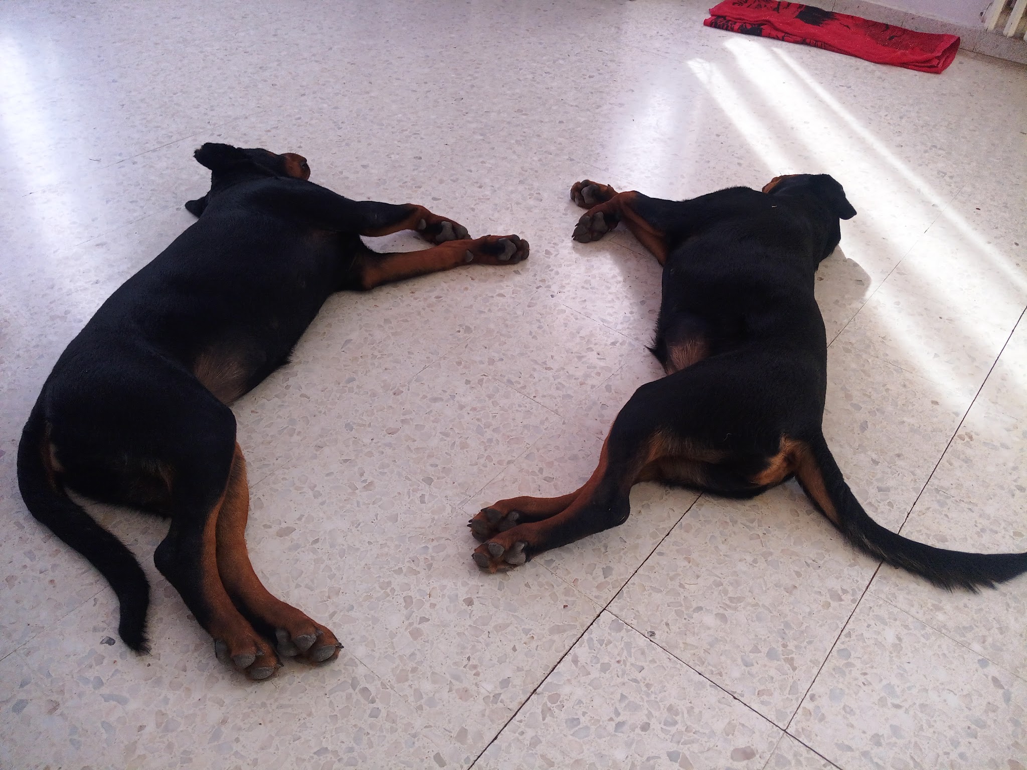 Family Dog 81 — photo