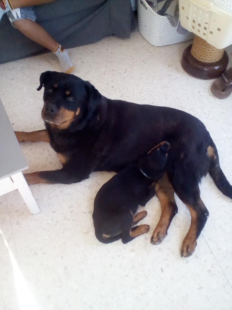 Family Dog 81 — photo