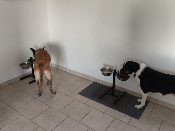 Animal Résolution