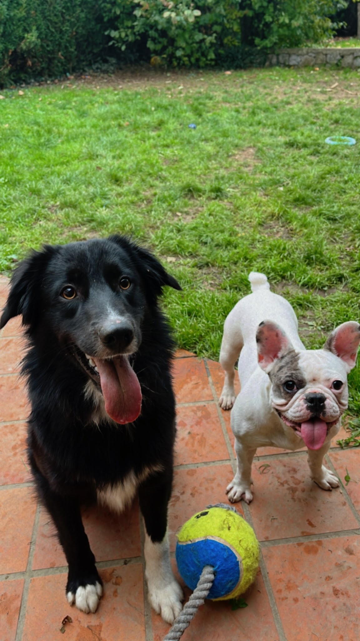 KIDU Dog Planner et Comportementaliste pour chien et chat. Educateur canin — photo