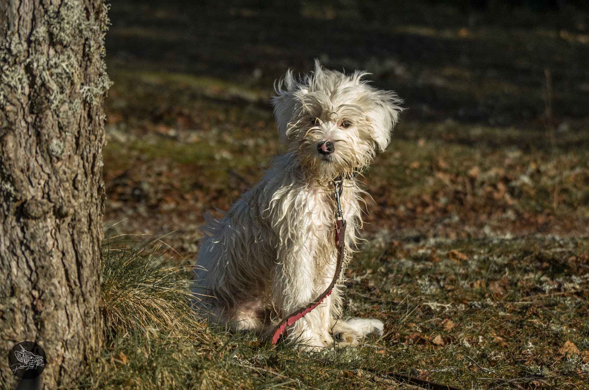 Petit Loup Rêve — photo