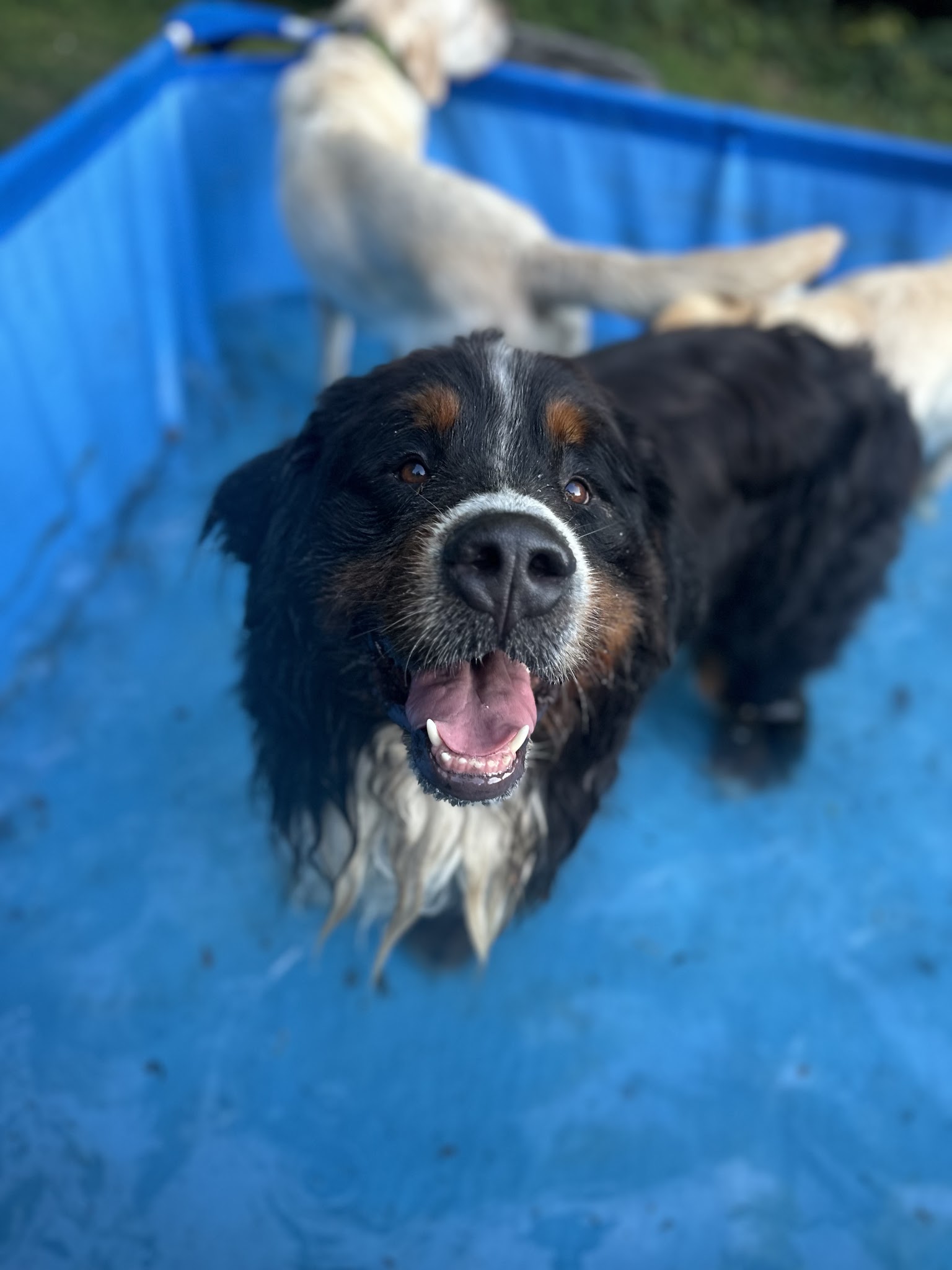 Pawsitive Lya — photo