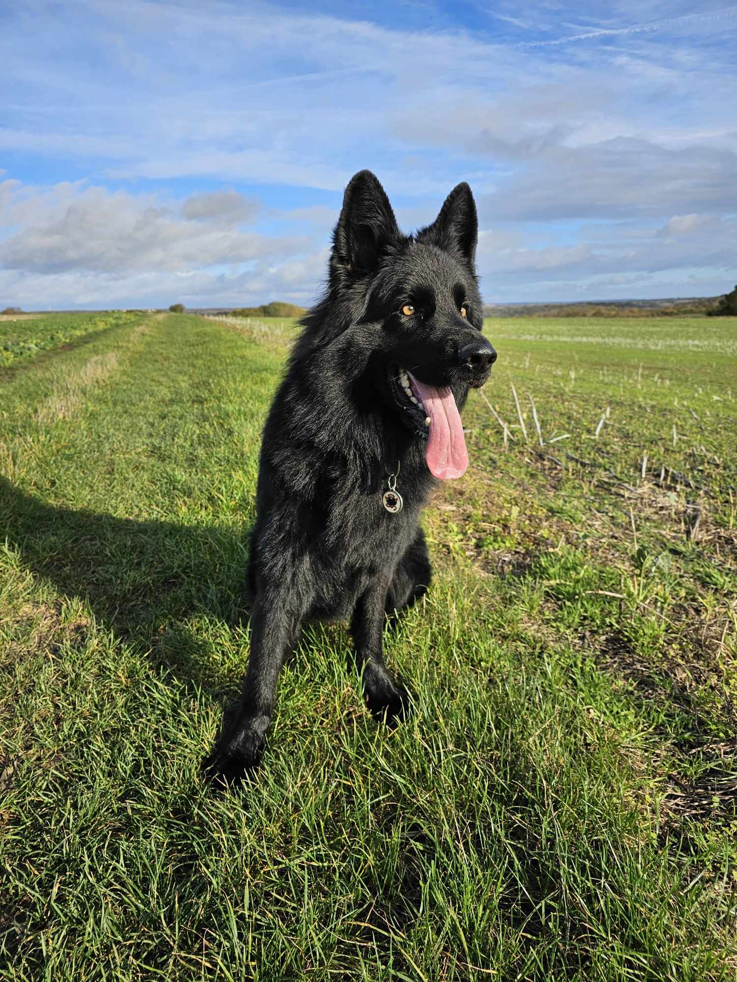 Pawsitive Lya — photo