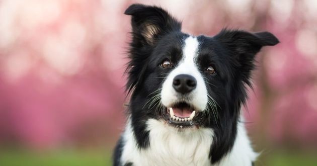 Actuel dogs — photo